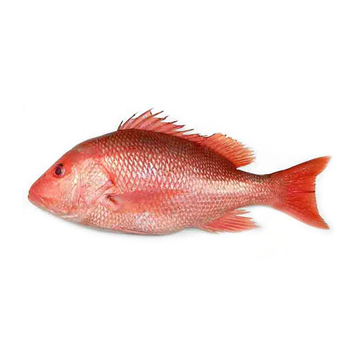 Красный снеппер. СНЕППЕР рыба. Emperor Red Snapper -луциан (снэппер. Red Snapper рыба.