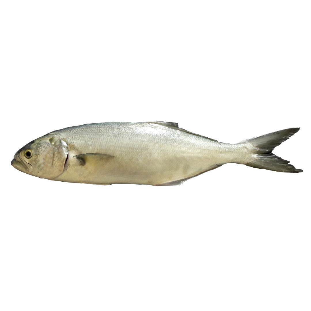 Черноморская рыба луфарь